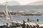 Hermanus